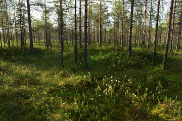 Forest swamp in the summer bloom of wild rosemary among the pines