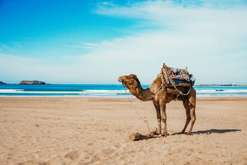 Camel on the beach of the sea (ocean) under the sun. Tourism concept