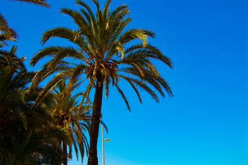 Fototapeta na wymiar View to Palms from Spain