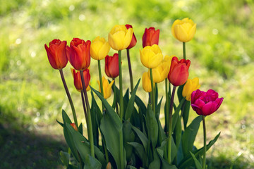 Multi colored field with red, yellow, dark violet and white tulips from Tulip Festival. Picture...