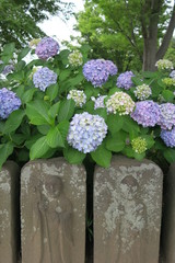 六地蔵と紫陽花咲く風景