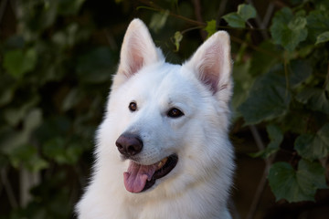Beautiful dog of snowy white color. Big white swiss shepherd breed. Close up portrait of wise dog with happy smiling look on green leaves background. Outdoors, copy space.