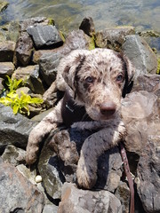 dog on beach