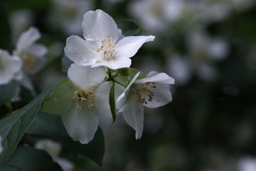 Philadelpus, white flowers of jasmin tree