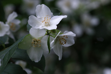 Obraz na płótnie Canvas Philadelpus, white flowers of jasmin tree