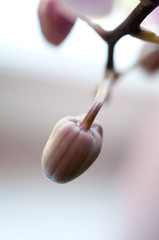 Small orchid bud closeup