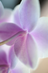 Beautiful orchid blossom from behind