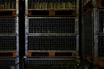 pallets of italian "Pignoletto" white wine bottles with blue cap. main colors: blue; yellow; grey; orange;