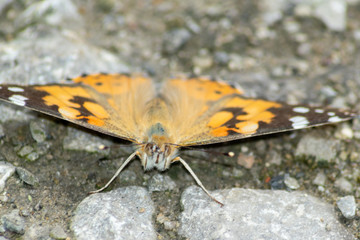 butterfly on a leaf