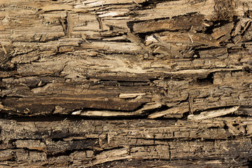 Wallpaper tree texture