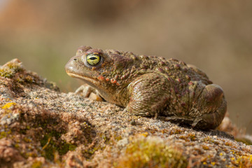 Natterjack toad (Epidalea calamita)