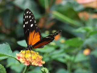 papillon 