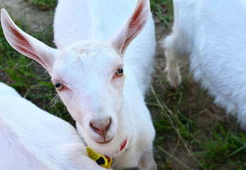 Obraz premium Cute domestic goat, muzzle close-up. Farm, agricultural business, background, texture. The Belagro 2019 International Trade Fair in the agrotown of Shchomyslitsa, Belarus, Minsk region.