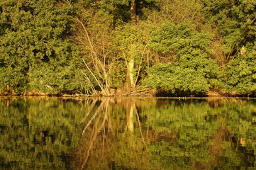 Spiegelung im Wasser eines Seeufer am Wald