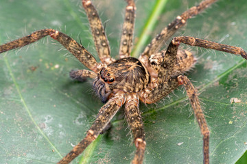 Huntsman spider, Sparrasidae, Heteropoda, foraging in rainforest at night