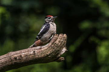 Woodpecker on branch