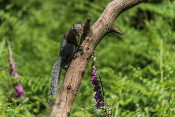 Grey squirrel on tree
