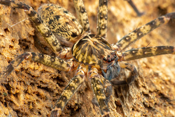 Huntsman spider, Sparrasidae, Heteropoda, foraging in rainforest at night