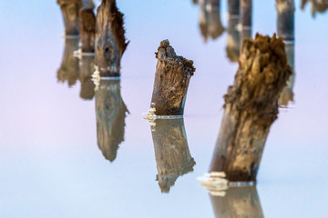 Salt on wooden log in water salt lake. Salt Lake Baskunchak, Russia