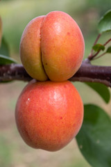 Apricot Branch With Ripe Fruits 
