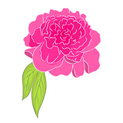 pink peony flower. colored sketch of peony. Graphic vector illustration of peony isolated on white backdrop. peony hand drawn. Great for wedding invitations, cards, tickets, branding, prints.