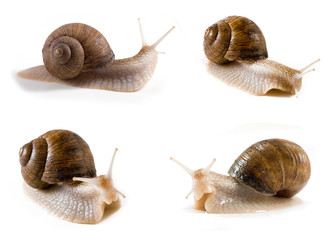 isolated image of a snail close up