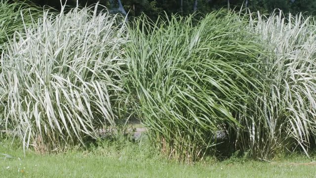L&eacute;ger vent soufflant sur une plante de jardin