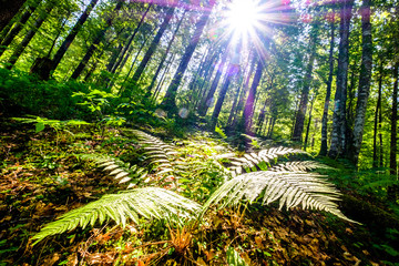 fern at a forest