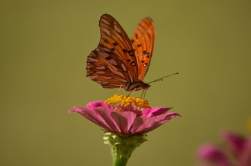 mariposa