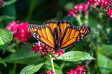 An orange butterfly in the garden