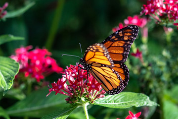 An orange butterfly in the garden