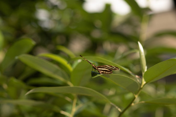 A zebra butterfly on a leaf 