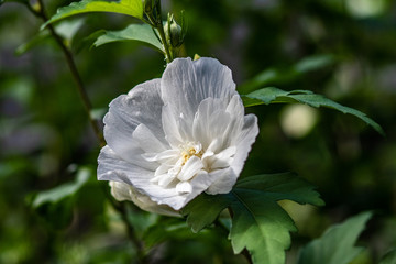 white flower in the garden