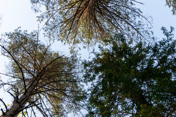 blue sky through tree branches