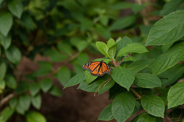 An orange butterfly in the garden