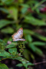 Fototapeta premium A small butterfly in the summer garden