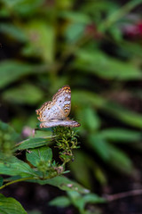 A small butterfly in the summer garden