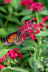 Fototapeta na wymiar An orange butterfly in the garden