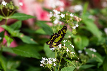 A yellow and black butterfly in the summer garden