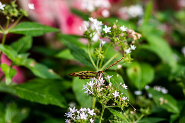 A yellow and black butterfly in the summer garden