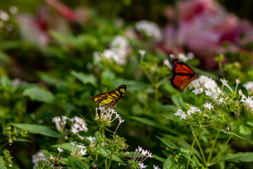 Two different butterflies play tag in the summer garden
