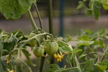 Green tomatoes on the vine in the summer garden