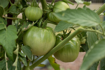 Green tomatoes on the vine in the summer garden