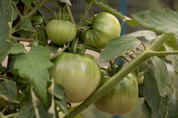 Green tomatoes on the vine in the summer garden