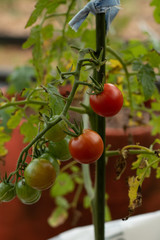 Vine ripened tomatoes in the sumer garden