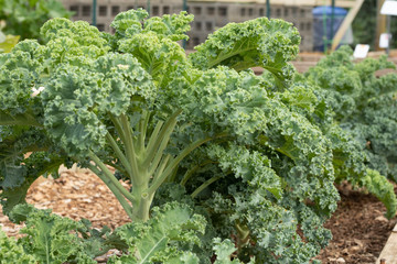 Vegeratble growing in the garden
