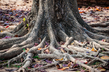 Big roots above the surface with leaves, Tropical tree roots Thailand,Root in the rainforest. Thai temple yard.