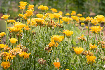 Obraz premium Yellow flowers in the meadow