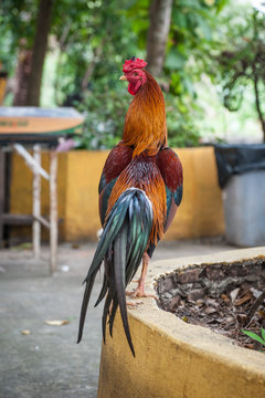 A rooster (also known as a cockerel or cock) Thai temple. Beautiful colorful male Thai native rooster walking on floor.