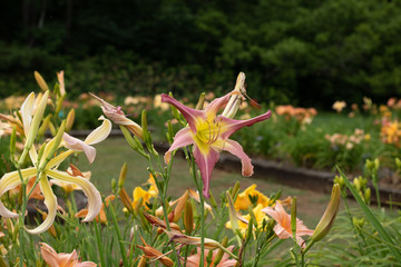 Daylillies growing in the summer garden